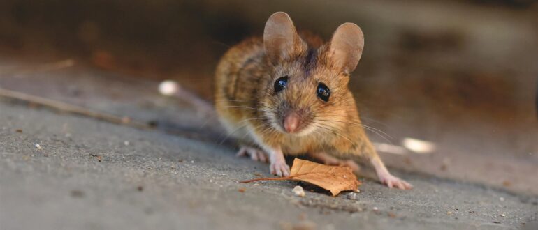 Science.org: беременные самки мышей отпугивают самцов мочой с банановым запахом